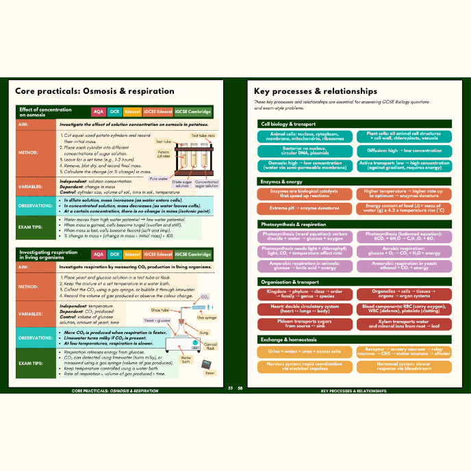 Sample pages showing circulatory system and heart exam practice